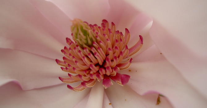 Magnolia i ett insektsperspektiv. Inte konstigt att blommorna lockar till sig pollinerare.
Foto: Tommy Högberg