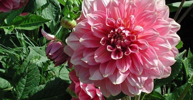 Dahlia 'Edge of Gold'.