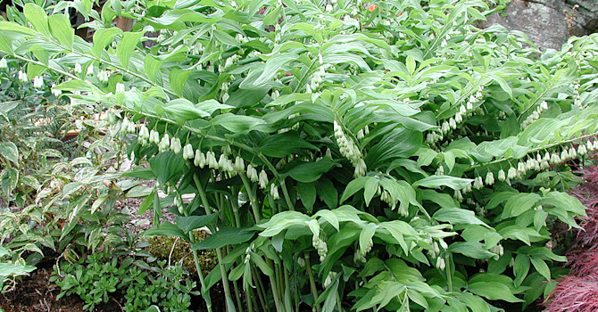 Jätterams, _Polygonatum x hybridum_.Foto: Sylvia Svensson
