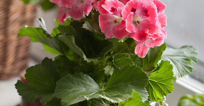 Engelsk pelargon, _Pelargonium x domesticum_, är vacker i fönsterkarmen. Foto: Blomsterfrämjandet/Minna Mercke Schmidt