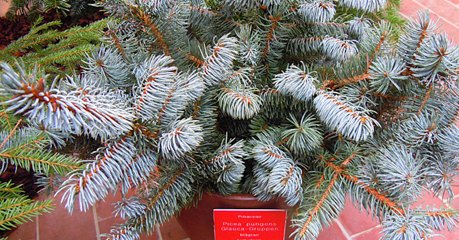 Blågran, _Picea pungens_ 'Glauca'.
Foto: Sylvia Svensson