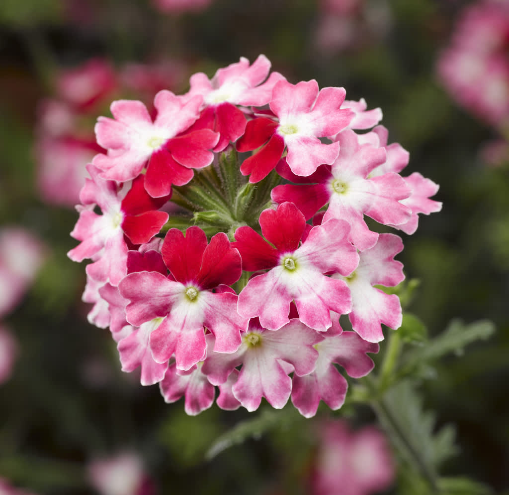 Verbena, _Glandularia Landai®_, Twister Red är färgstark och iögonfallande!
 Foto: Blomsterfrämjandet/Syngenta