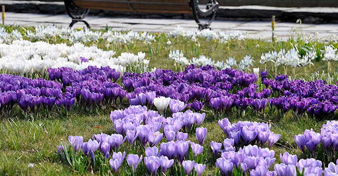 Krokus och snöiris i massverkan. Foto: Sylvia Svensson