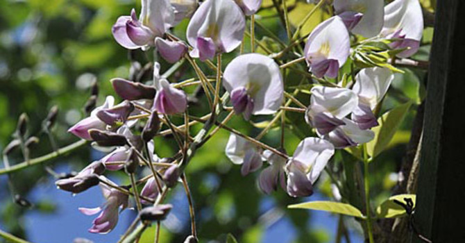 Blåregnet _Wisteria floribunda_ 'Rosea' i knopp. Foto: Bernt Svensson