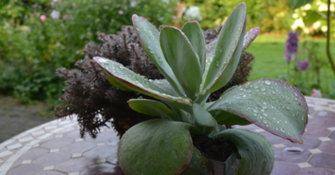Doftkalankoe _Kalanchoe thyrsiflora_, 'Desert Rose'.