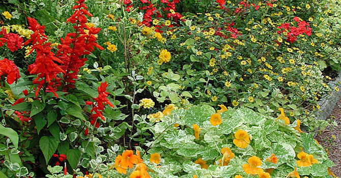 Färgglad sommarrabatt i Göteborgs Botan med krasse 'Alaska Yellow'.
Foto: Bernt Svensson