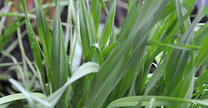 Kajplök på gång hos mig (Allium scorodoprasum)
Foto: Bernt Svensson
