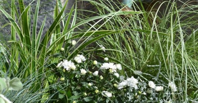 Mix av prydnadsgräs och sommarastrar. Foto: Blomsterfrämjandet