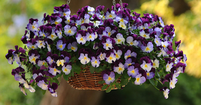 Pensé, _Viola x wittrockiana_, 'Cool Wave Violet wing'.
Foto: Blomsterfrämjandet/Hörnhems