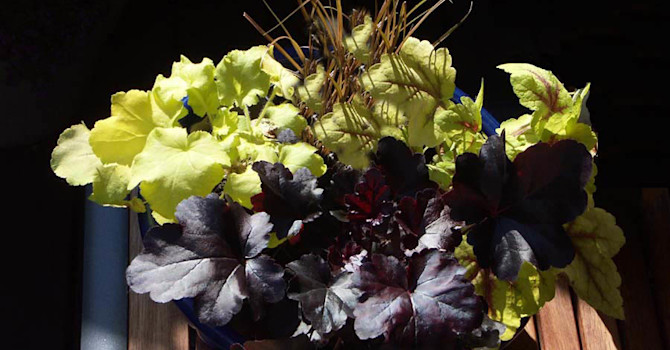 Alunrot, _Heuchera_ 'Citronella' och 'Obsidian' tillsammans med klockvippa 'Stoplights' och bronsstarr.
Foto: Sylvia Svensson