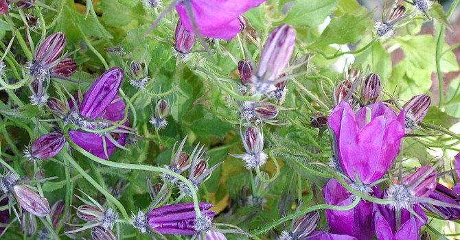 _Campanula x pulloides_ 'G F Wilson'.
Foto: Sylvia Svensson