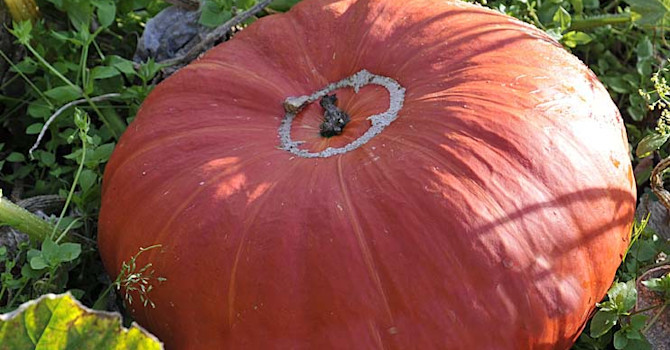 Pumpa