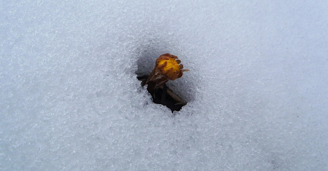 Naturen kan vara lika envis den. Tussilagon vill ha vår nu!
Foto: Carin Ahlstedt