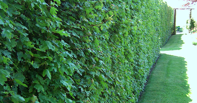 Välklippt, hög naverlönnhäck, _Acer campestre_. Foto: Sylvia Svensson