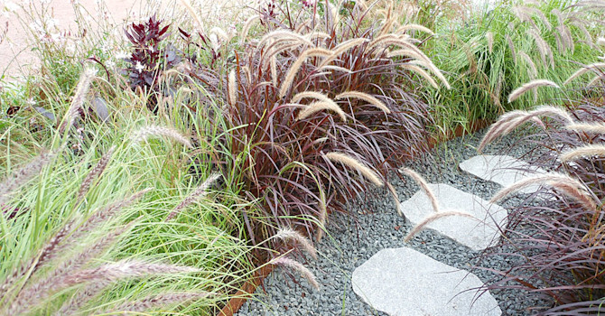 Lampborstgräs Pennisetum alopecuroides Little Bunny' och fjäderborstgräs, Pennisetum setaceum 'Rubrum'. Foto: Sylvia Svensson