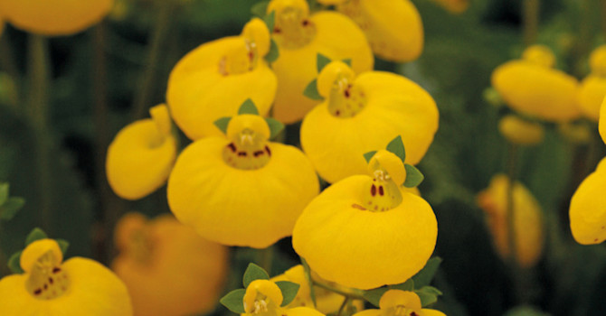 Toffelblomma, _Calceolaria_ 'Calynopsis' i gult är väldigt söt!
Foto: Blomsterfrämjandet/Selecta