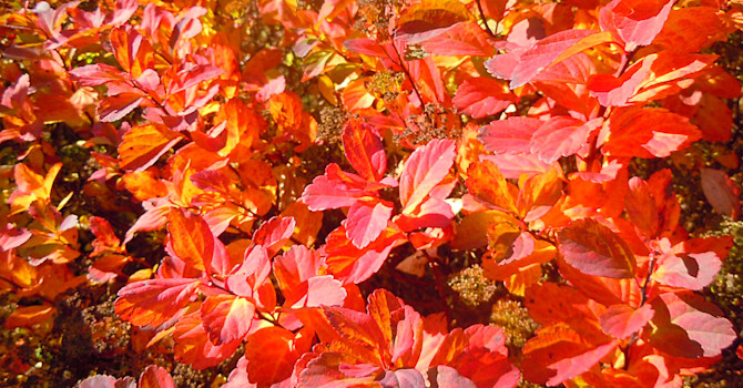 Björkspirea, _Spiraea betulifolia_, blir otroligt vacker på hösten. Foto: Sylvia Svensson
