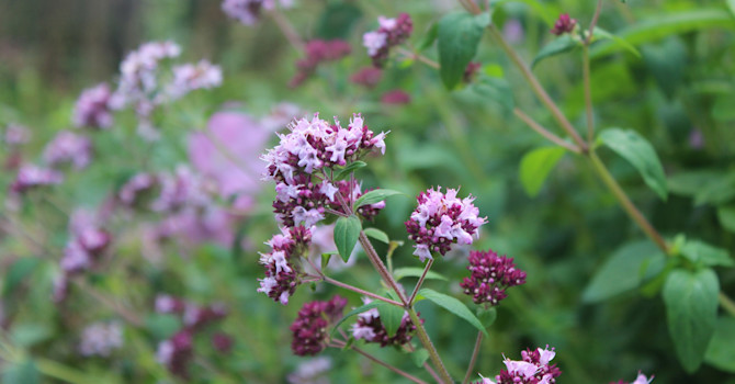 Oregano är vacker även i perennrabatten! //Foto:Anna Theorin