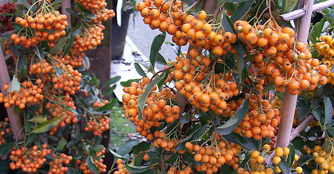 **Eldtorn**, _Pyracantha_ 'Orange Glow' (tv) och 'Solei d'Or' (i högerkanten).
Foto: Sylvia Svensson