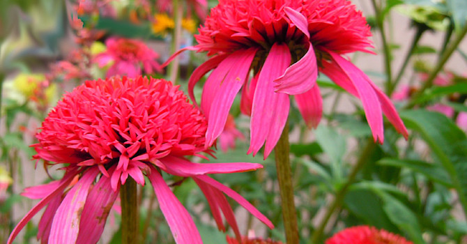 _Echinacea purpurea_ 'Pink Double Delight'.
Foto: Sylvia Svensson