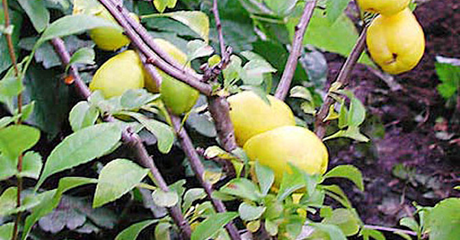 **Rosenkvittensort** med päronformade frukter. Foto: Sylvia Svensson