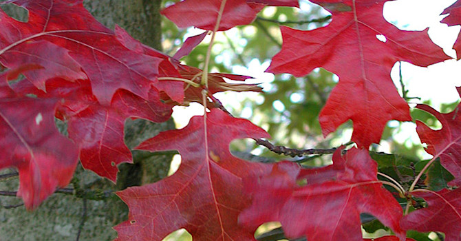 Scharlakansek, _Quercus coccinea_ 'Splendens' är mustigt färgstark.
Foto: Sylvia Svensson
