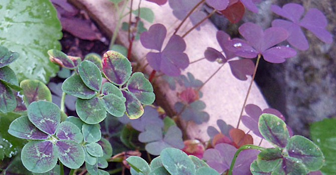 _Trifolium repens_ 'Pentaphyllum' är en "femklöver" med rödbruna fläckar på bladen. Den andra växten är ingen klöver utan rödbladig _Oxalis fontana_, klöveroxalis.
Foto: Sylvia Svensson