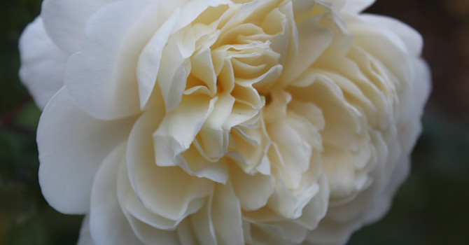 The Crocus Rose blommar lika vackert nu i November som i Juni // Foto: Anna Theorin