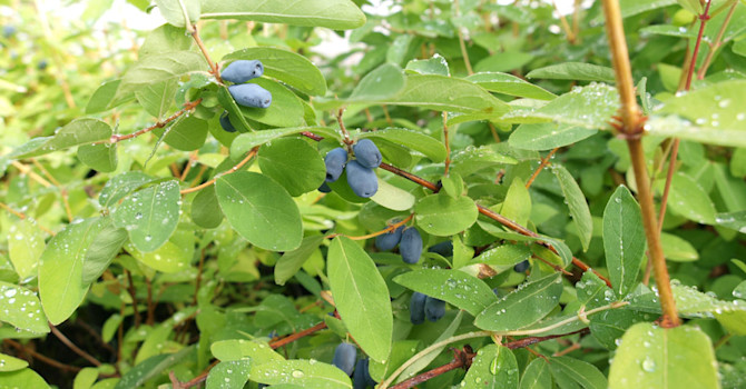 Blåbärstry, _Lonicera caerulea var. kamtschatica_, 'Kalinka'. Foto: Splendor Plant