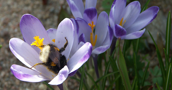 Snökrokus, Crocus tommasinianus, med bi. Foto Sylvia Svensson