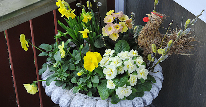 Primula vulgaris 'Ballerina Buttercup' och andra växter i en påskurna. Foto: Sylvia Svensson
