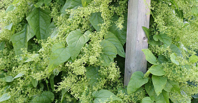 Rankspenat, _Hablitzia tamnoides_ detaljbild
Foto: Berit Johansson