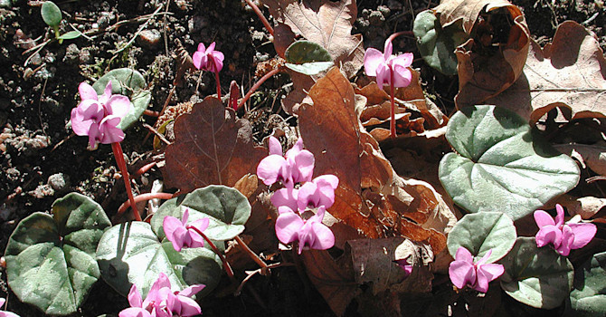 Dvärgcyklamen, _Cyclamen coum ssp. caucasicum_. Foto: Sylvia Svensson