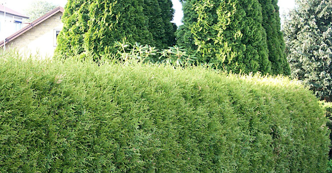 En välklippt tujahäck, _Thuja_ 'Smaragd'. Foto: Sylvia Svensson