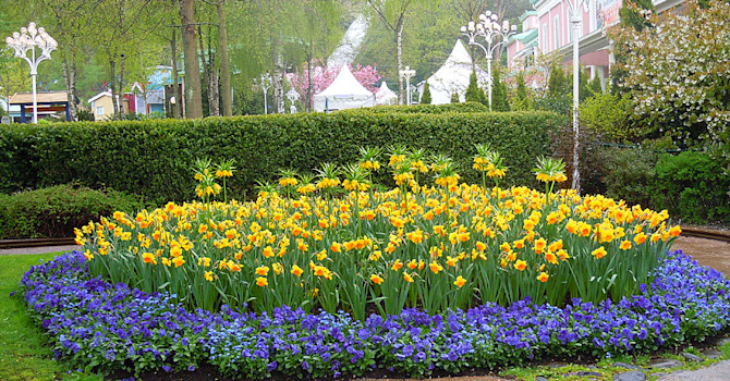Liseberg blommar
Foto: Sylvia Svensson