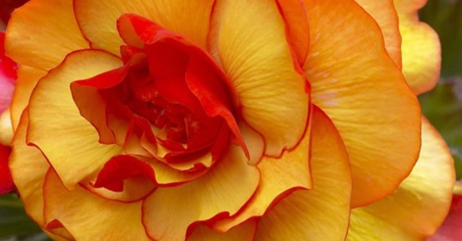 Begonia x tuberhybrida 'Harlequin'
Foto: Mr. Fothergill's