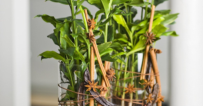 Kardemumma, _Elettaria cardamomum_, är en fin grön inomhusväxt
- gnugga på bladen för att få fram doften!.