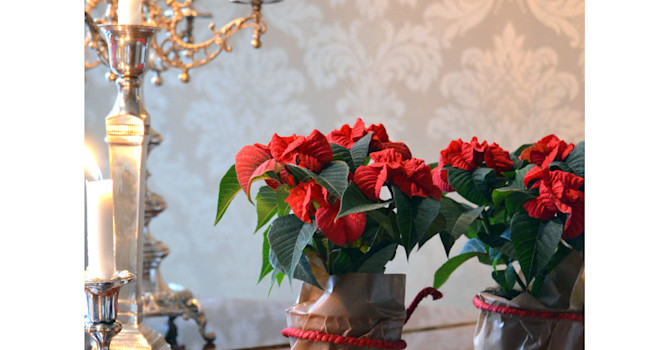 Julstjärna 'Harlequin'
Foto: Mäster Grön