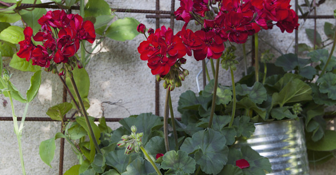 Pelargon 'Velvet Red' på väggen.
Foto: Blomsterfrämjandet/Annika Christensen