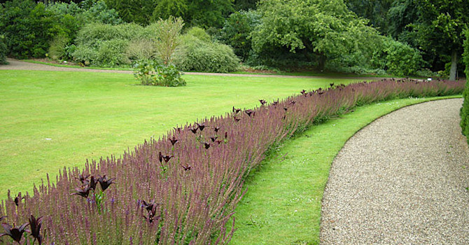 Häftig plantering med _Lilium 'Dimention'_ med stäppsalvia i Egenskov, Danmark.Foto: Sylvia Svensson