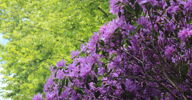 Rhododendron! / Foto: Anna Theorin