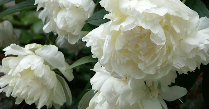 Pion, _Paeonia lactiflora_ 'Le Gygne' som betyder svan, är en läckert vit pion som pryder sin plats var du än har den! Foto: Sylvia Svensson