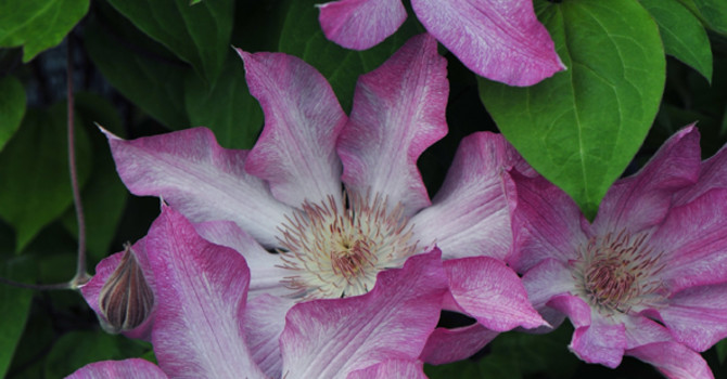 Klematis 'Rooran' blommar tidigt, i maj/juni- juli och ibland även i september. Blommar med enkla, 10-15 cm vida, blommor i rosa nyanser med vita skiftningar. Blir ca 2-2,5 m hög och är härdig i zon 1-5.