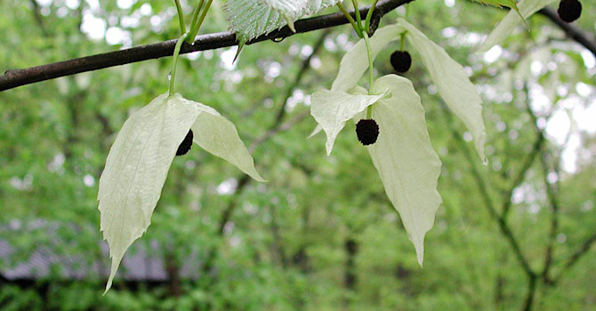 Näsduksträd, _Davidia involucrata var. vilmoriniana_
Foto: Sylvia Svensson