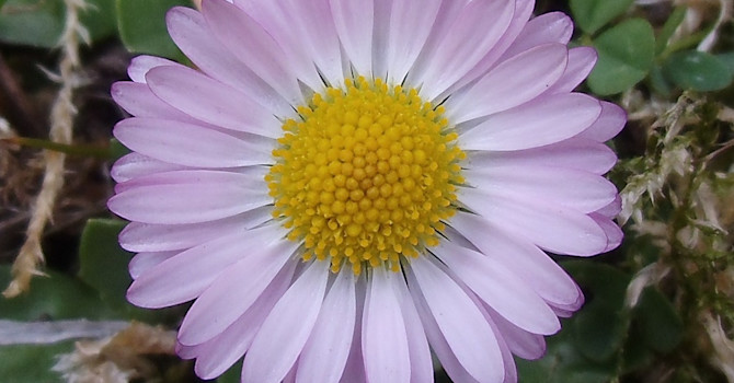 Tusensköna, denna blyga och söta blomma!