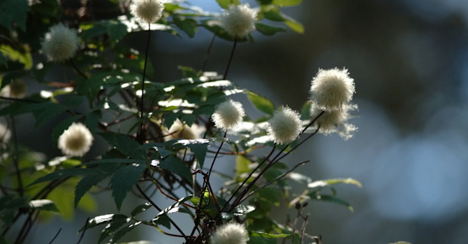 Efter blomning utvecklas fröställningar i form av ludna bollar som är mycket dekorativa.