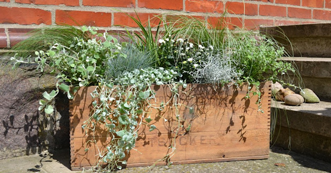 Prydnadsgräs och sommarastrar i sockerlada. Foto: Blomsterfrämjandet