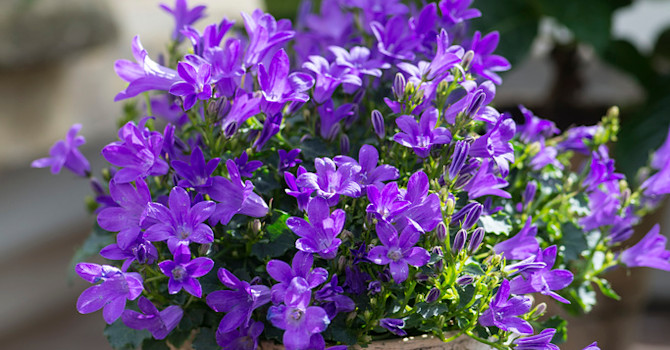 Söt campanula, _Campanula_.
Foto: Claus Dalby