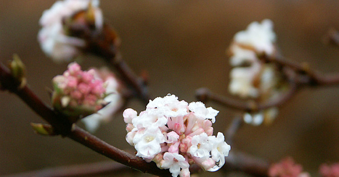 Kejsarolvon, _Viburnum farreri_.
Foto: Sylvia Svensson