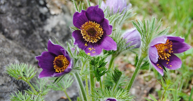 Naturträdgård kan skapas i olika naturtyper. Härma naturen vid val av växter så kommer den naturliga känslan av sig själv. Backsippa, _Pulsatilla vulgaris_, trivs i torrmarker.